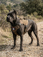 dog harness