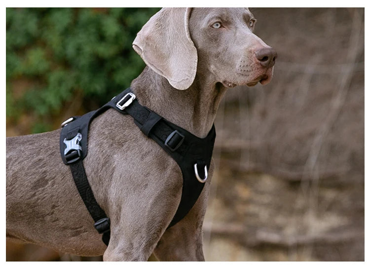 Dog Harness
